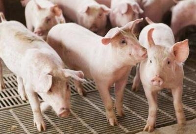 沭陽浦潤養殖有限公司生豬養殖項目環境影響評價報批前公示